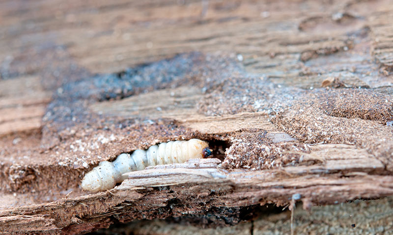 close up of woodworm larvae